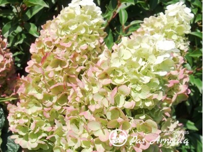 Hortenzija šluotelinė ,Silver Dollar' (lot. Hydrangea paniculata)
